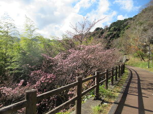 令和3年度さくらの名所散策路のあたみ桜の写真