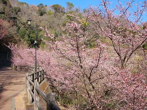 桜の名所2