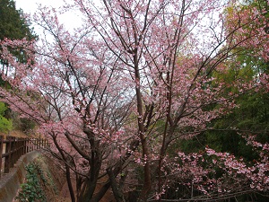 桜の名所1