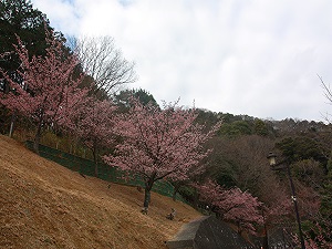 桜の名所2