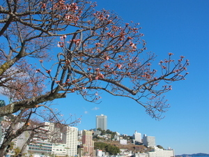 釜鳴屋平七像あたみ桜1