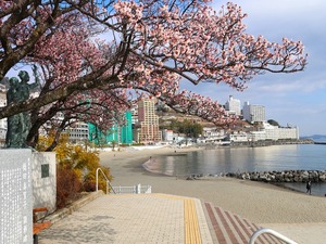 令和5年度　釜鳴屋平七像あたみ桜2本