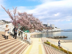 令和5年度　釜鳴屋平七像あたみ桜2本その2