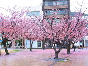 令和5年度渚小公園のあたみ桜の写真