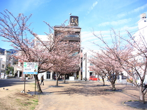 令和5年度渚小公園のあたみ桜の写真