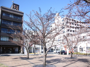 令和5年度渚小公園のあたみ桜の写真