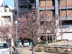 令和5年度渚小公園のあたみ桜の写真