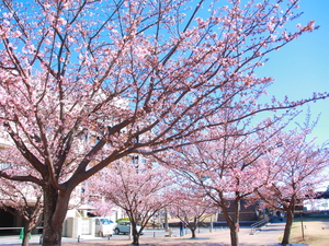 令和5年度渚小公園のあたみ桜の写真