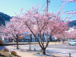 令和5年度渚小公園のあたみ桜の写真