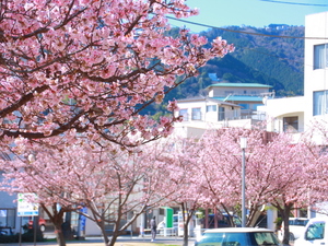 令和5年度渚小公園のあたみ桜の写真