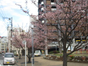 令和4年度渚小公園のあたみ桜の写真