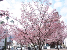 写真：渚小公園　あたみ桜