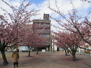 令和4年度渚小公園のあたみ桜の写真