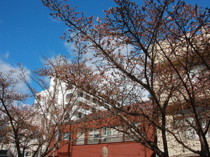 渚小公園　あたみ桜