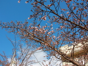 渚小公園　あたみ桜　2