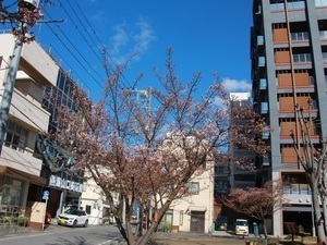 渚小公園のあたみ桜1
