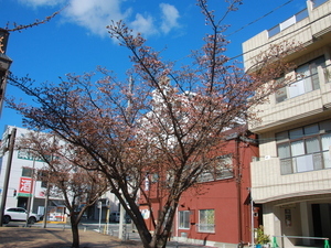 渚小公園のあたみ桜2