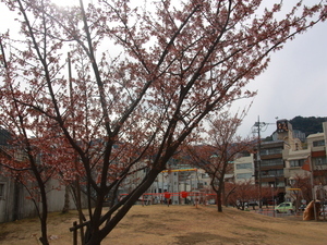 令和8年2月10日渚小公園のあたみ桜その2