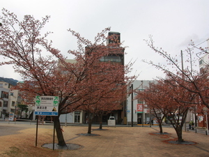 令和8年2月10日渚小公園のあたみ桜その1