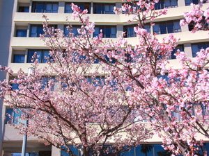 令和5年度渚デッキあたみ桜の写真