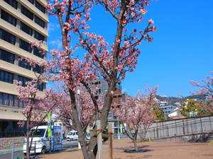 令和5年度渚デッキあたみ桜の写真