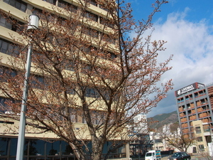 渚デッキのあたみ桜