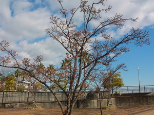 渚デッキのあたみ桜　2