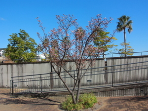 渚デッキのあたみ桜