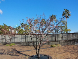 渚デッキのあたみ桜2