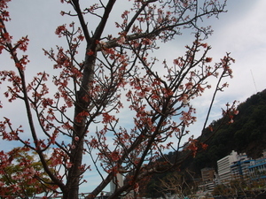 令和8年2月10日渚デッキのあたみ桜その2