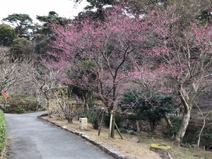 令和6年　1月11日　撮影 【開花状況】