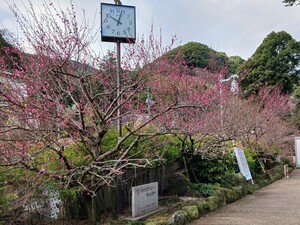 令和6年　1月5日　撮影 【開花状況】