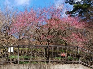 令和6年　1月5日　撮影 【開花状況】