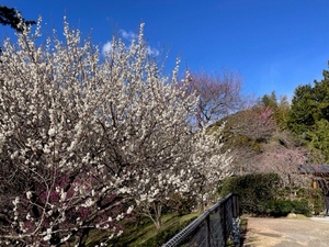 令和5年度　熱海梅園県道側からの様子