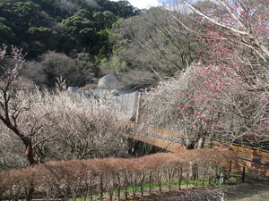 令和5年度　熱海梅園の様子その3