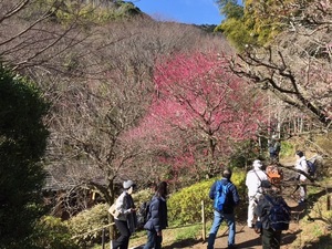 令和5年度　熱海梅園の様子