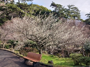 令和5年度　熱海梅園の様子