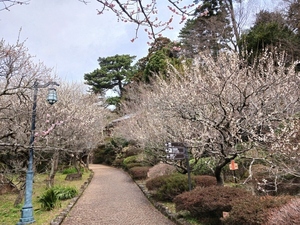 令和5年度　熱海梅園の様子