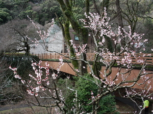 令和5年度　熱海梅園の様子