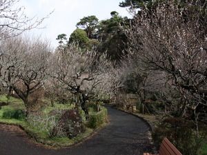 令和5年度　熱海梅園の様子