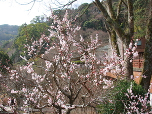 令和8年2月24日の梅園の梓弓の様子