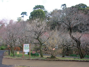 令和8年2月12日梅園の様子その2