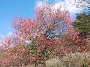 令和8年2月12日梅園の様子その3