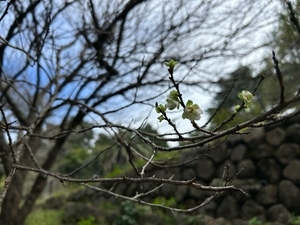 早咲きの梅が開花しました