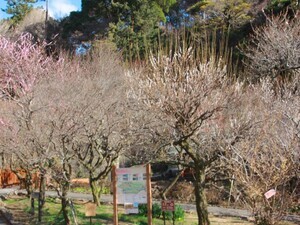 令和8年2月19日梅園梅の様子その1