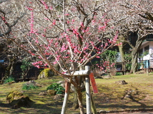 令和8年2月19日梅園梅の様子その2