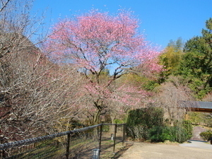令和8年1月8日　梅園内の様子