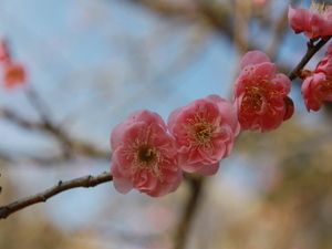 令和8年1月27日中央広場付近の唐梅