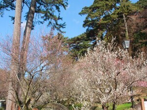 令和8年1月27日梅園入口付近