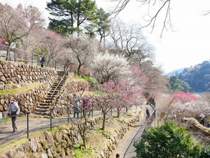 令和5年度　熱海梅園の様子その2